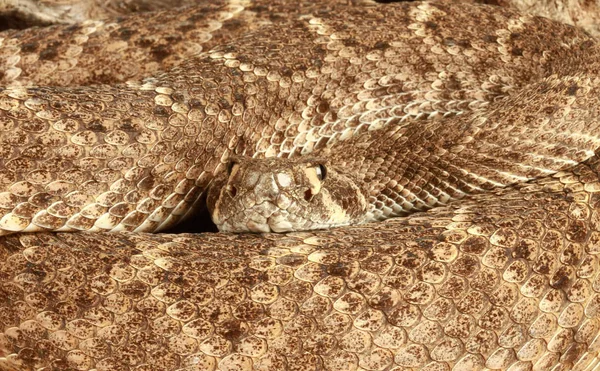 다이아몬드 방울뱀 Crotalus Atrox — 스톡 사진