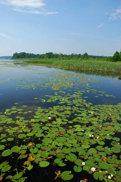 Bezaubernde Seen Und Wälder Der Uusimaa Region Finnland Der Nähe — Stockfoto