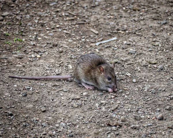 Una Specie Animale Attenzione Selettiva — Foto Stock