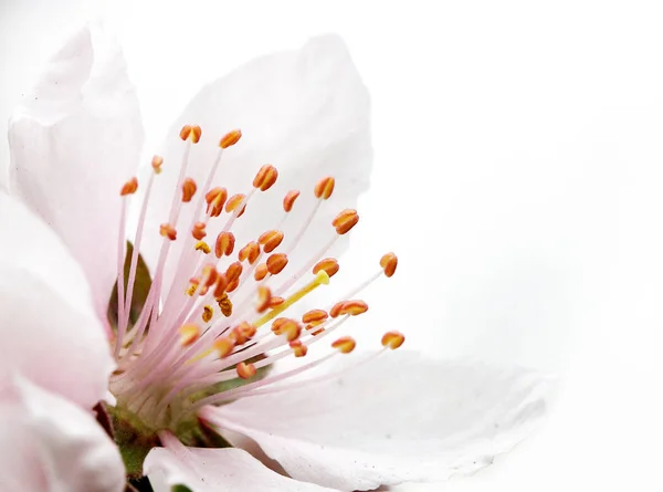 Természetes Szépség Virágok Nyitott — Stock Fotó