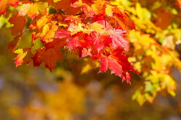 Oranžové Červené Podzimní Listí Pozadí Mělkým Zaměřením Konkrétní Podzim — Stock fotografie