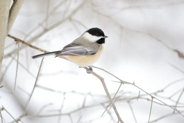 Svart Capped Chickadee Uppflugna Gren — Stockfoto