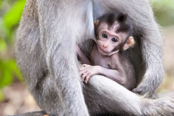 Süßes Äffchenbaby Trinkt Von Mama — Stockfoto