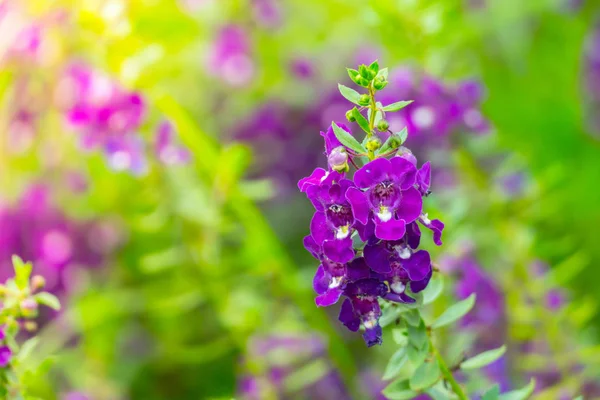 Imagen Fondo Las Flores Colores Naturaleza Fondo — Foto de Stock