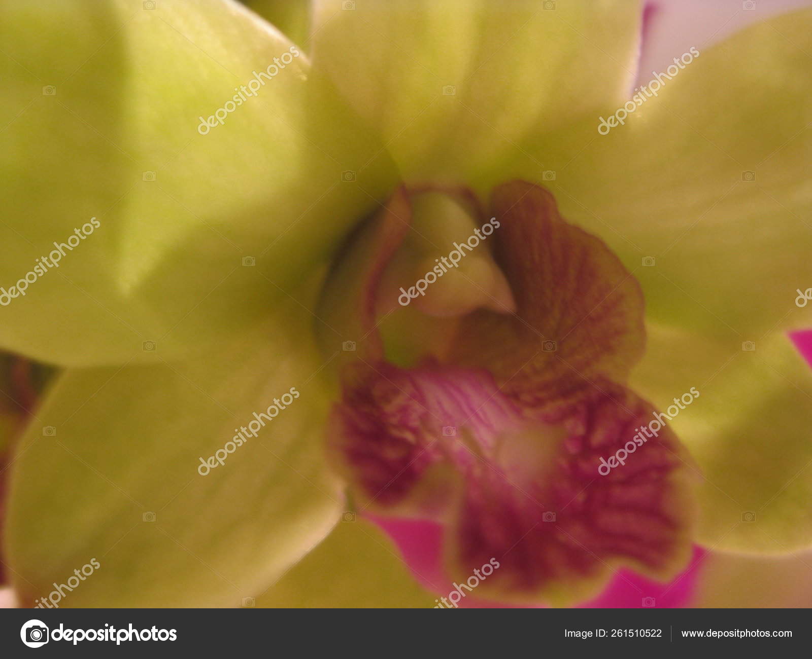 Orquídea Flor Rosa Branco Florescendo Flora Exótico Beleza Planta Decoração  fotos, imagens de © YAYImages #261510522