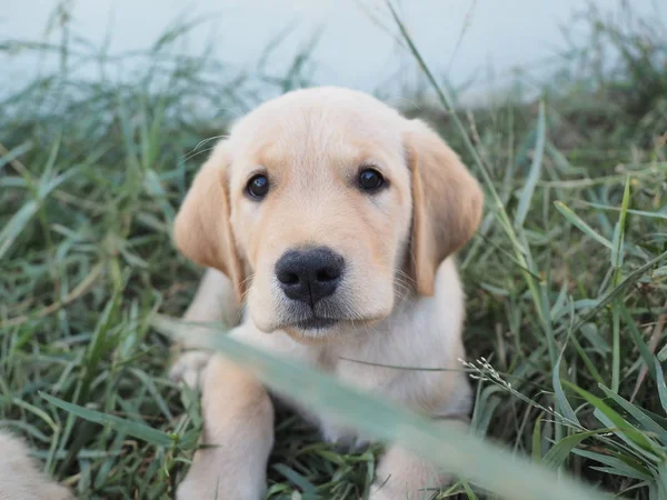 Close Cachorro Bonito Cão — Fotografia de Stock