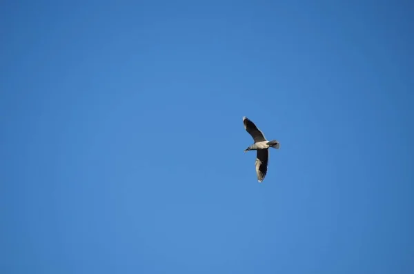 Gaviota Volando Con Pico Abierto Vibrante Día Azul — Foto de Stock