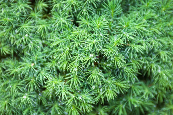 Ramas Enebro Planta Coníferas Hoja Perenne Con Hojas Similares Agujas — Foto de Stock