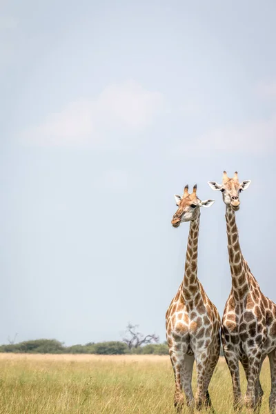 Sjiraffer Som Står Gresset Nasjonalparken Botswana – stockfoto