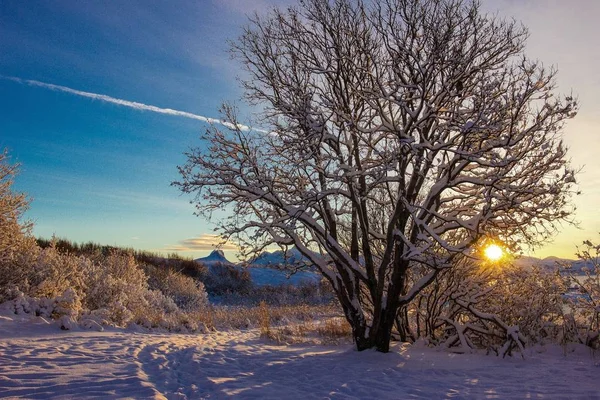 태양이 솟아오르고 나무를 빛난다 — 스톡 사진