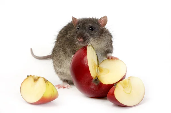 Die Große Graue Ratte Und Äpfel — Stockfoto
