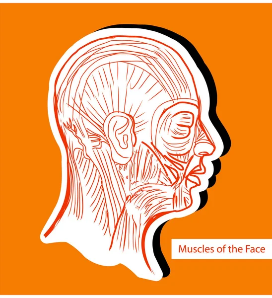 Músculos Anatomia Humana Face Músculos Faciais Ilustração Médica Anatomia Humana — Fotografia de Stock