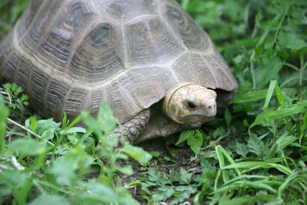 Podloužatá Nebo Žlutovlasá Želva Indotestudo Podlouata Podspec Travancorica Samice — Stock fotografie