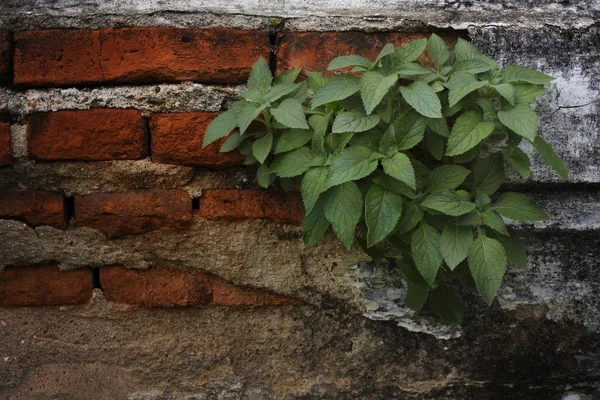 the green creeper plant on a brick wall,creates a beautiful background