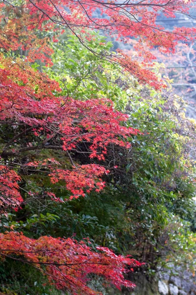 Κόκκινα Και Πράσινα Δέντρα Ένα Ιαπωνικό Φθινοπωρινό Πάρκο — Φωτογραφία Αρχείου