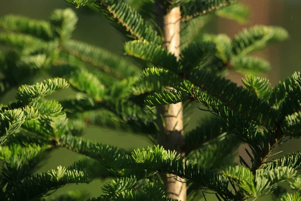 Rośliny Dla Naturalnego Tła Charakter Serii — Zdjęcie stockowe