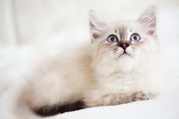 Siberian Neva Masquerade Kitten Lying Soft Bad — Stock Photo, Image