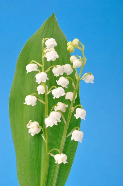 Muget Pictures Muget Stock Photos Images Depositphotos Muget Pictures Muget Stock Photos Images Depositphotos