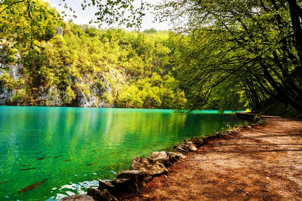 Gebaande Paden Buurt Van Een Bosmeer Plitvice Lakes National Park — Stockfoto