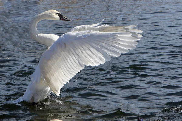 Labutí Trumpetista Cygnus Buccinator Stát Vodě — Stock fotografie