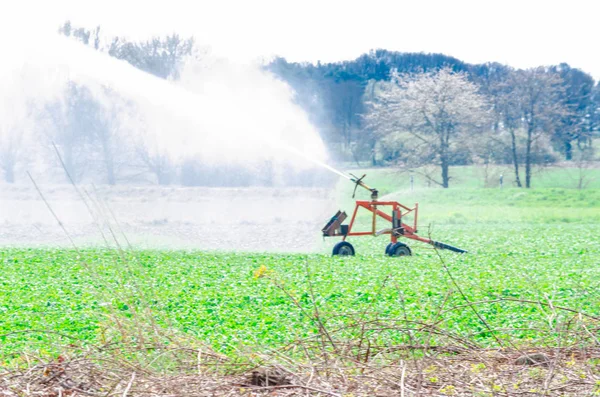 Riego Con Aspersores País Agrario Las Primeras Horas — Foto de Stock