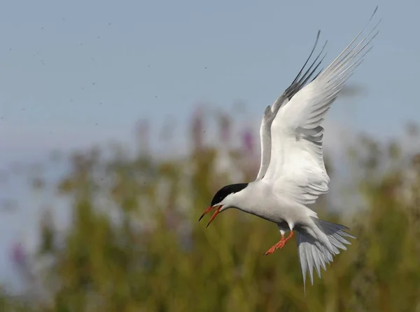 Adult Common Tern Sterna Hirundo Flight Showing Aggressive Behaviour Suho — Stock Photo, Image