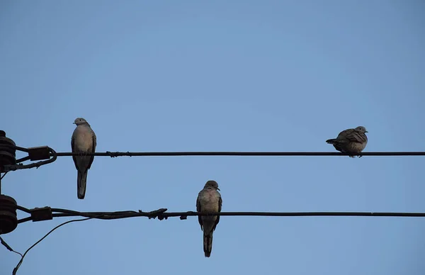 Tři Holubice Pták Vedení Proti Jasné Obloze Pozadí — Stock fotografie