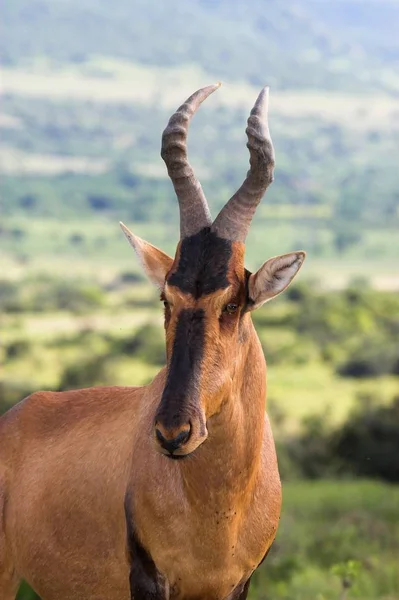 Red Hartebeest Perfil Lateral Retrato — Fotografia de Stock