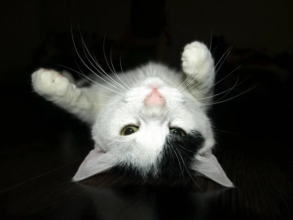 Gato Blanco Negro Acostado Sobre Una Espalda — Foto de Stock