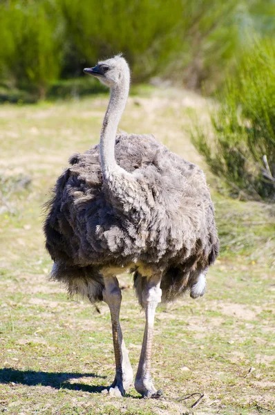 アフリカの国でダチョウのイメージ — ストック写真