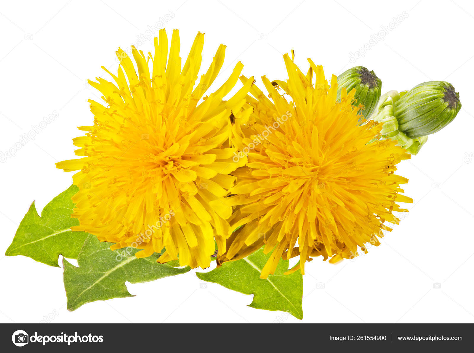 Pissenlit Jaune Avec Des Feuilles Vertes Sur Fond Blanc Image Libre De Droit Par Yayimages C Pissenlit Jaune Avec Des Feuilles Vertes Sur Fond Blanc Image Libre De Droit Par Yayimages C