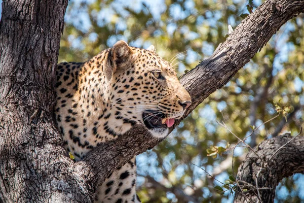 Side profile of a Leopard in a tree in the Kruger National Park, South Africa.