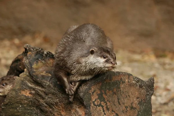 Otter Berbaring Atas Batu — Stok Foto