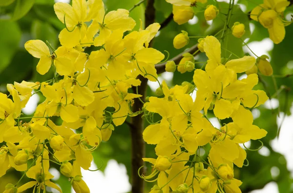 Cassia Fistula Είναι Εθνικό Δέντρο Της Ταϊλάνδης Και Λουλούδι Της — Φωτογραφία Αρχείου