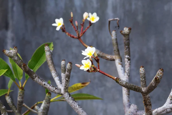 Vahşi Spa Çiçek Beyaz Frangipani Tropikal Çiçek Ağaç Nusa Penida — Stok fotoğraf