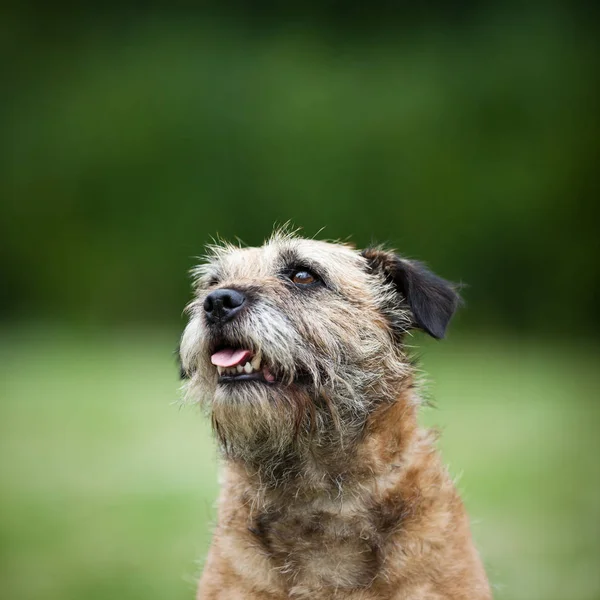 Közelről Aranyos Border Terrier — Stock Fotó