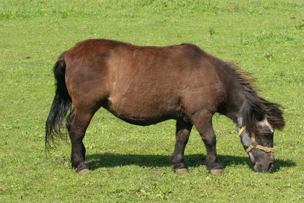 Pony Pasture — Stock Photo, Image
