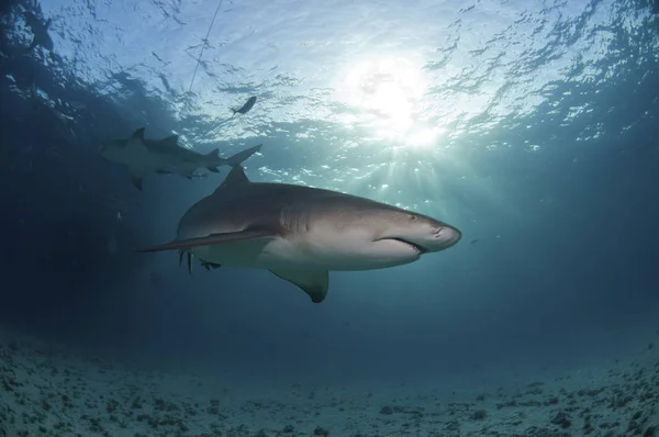 Θέα Ενός Καρχαρία Λεμονιού Που Φωτίζεται Από Ηλιακές Ακτίνες Μπαχάμες — Φωτογραφία Αρχείου