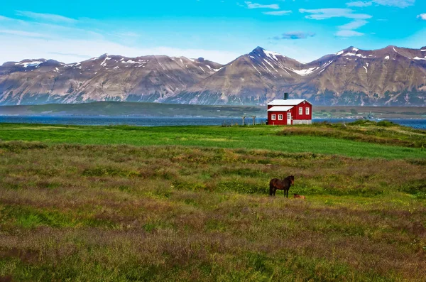Красный Дом Исландии Лошадью Горный Фон Исландия — стоковое фото
