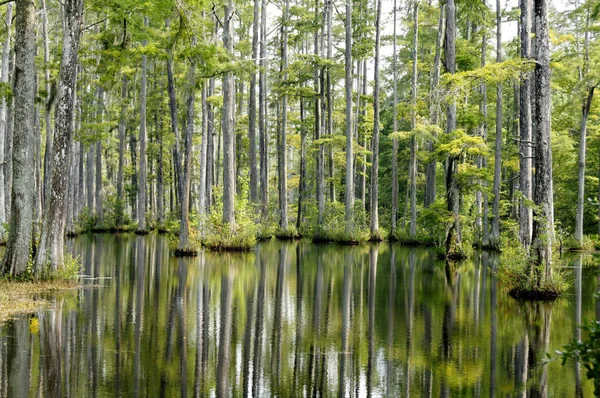 Cypress Trees Reflecting Water — Stock Photo, Image