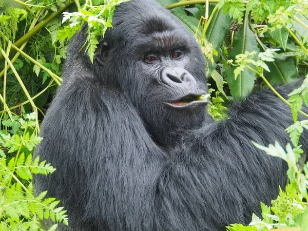 Mountain Gorillat Tulivuorten Kansallispuistossa Ruanda — kuvapankkivalokuva