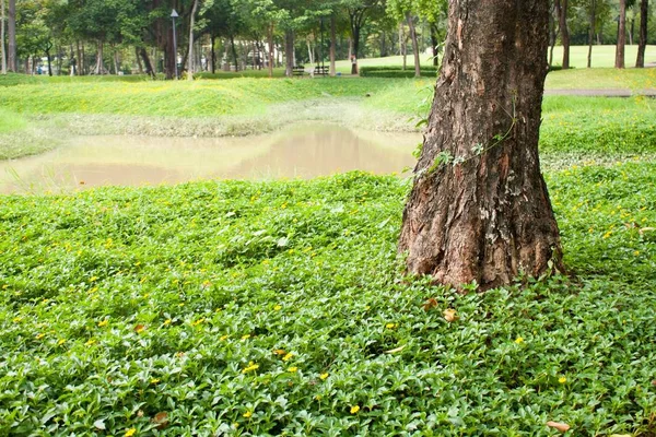 Árboles Césped Una Zona Descanso Del Parque — Foto de Stock