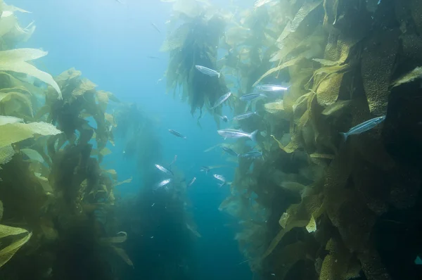 Catalina Adası Açıklarında Yosun Resifinde Balık — Stok fotoğraf