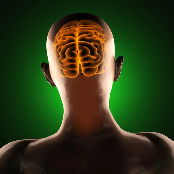 Ανθρώπινος Εγκέφαλος Ακτινογραφία Σάρωσης — Φωτογραφία Αρχείου