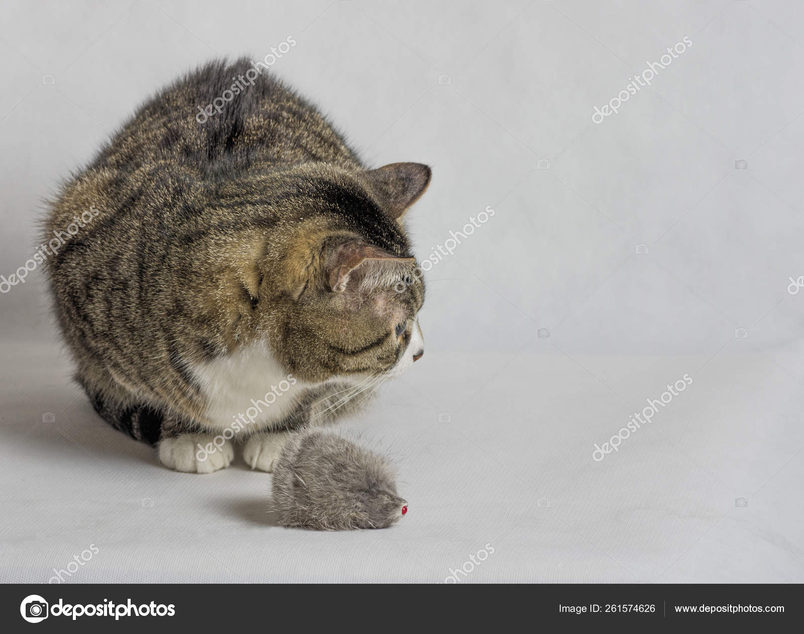 Chat Tabby Gris Blanc Avec Gros Yeux Ronds Image Libre De Droit Par Yayimages C Chat Tabby Gris Blanc Avec Gros Yeux Ronds Image Libre De Droit Par Yayimages C