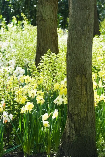 Cores Amarelas Verdes Narcisos Frittilaria Primavera — Fotografia de Stock