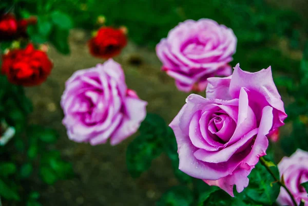 Roses Roses Gros Plan — Photo