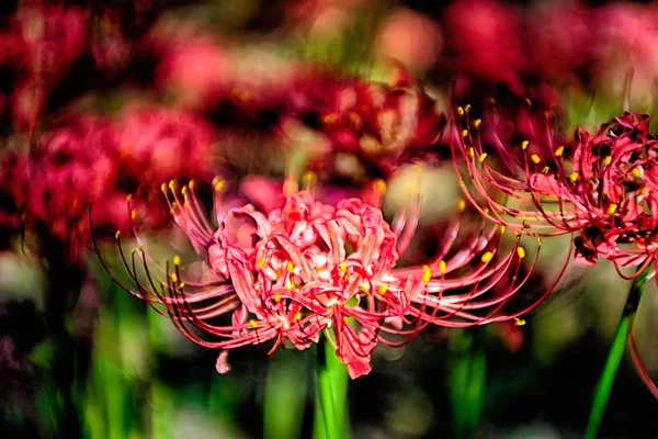 Piros Pók Liliom Lycoris Radiata Fürt Amaryllis Higanbana — Stock Fotó