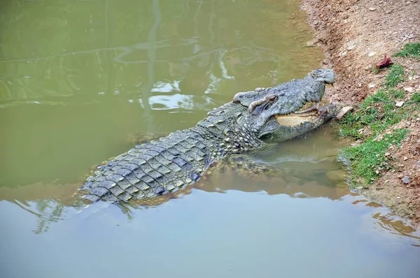 Krokodil Egy Farmon Thaiföld — Stock Fotó