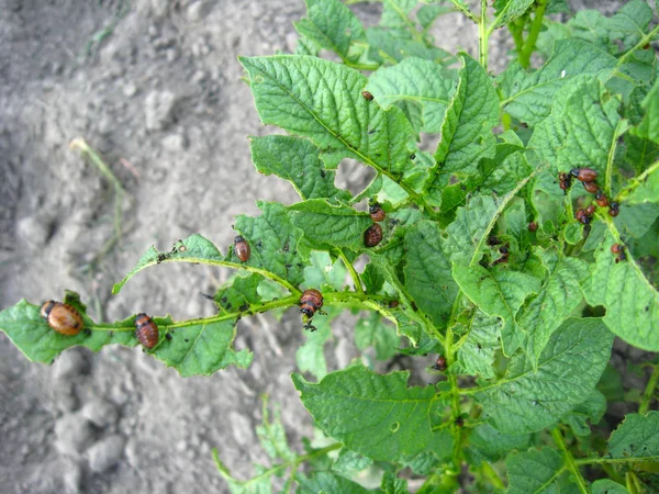 Immagine Larva Scarabei Colorado Seduti Foglie Una Patata — Foto Stock